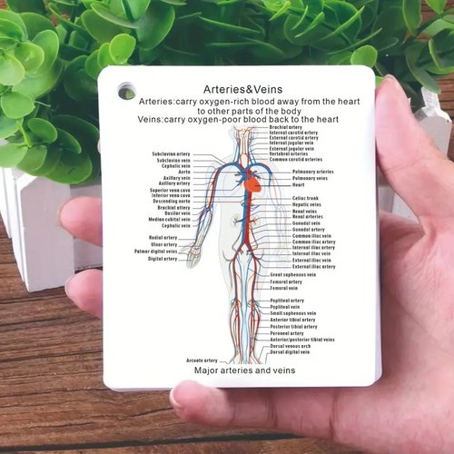 Human body flash cards - body, 21