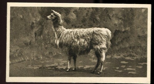 Tobacco card j hill - tobacco,