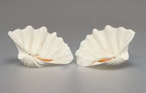 Large pair clam shells - of,