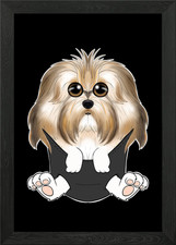 Havanese Puppy In Pocket