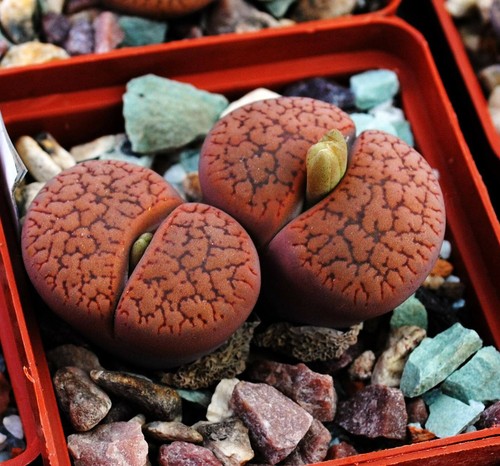Lithops aucampiae - , v