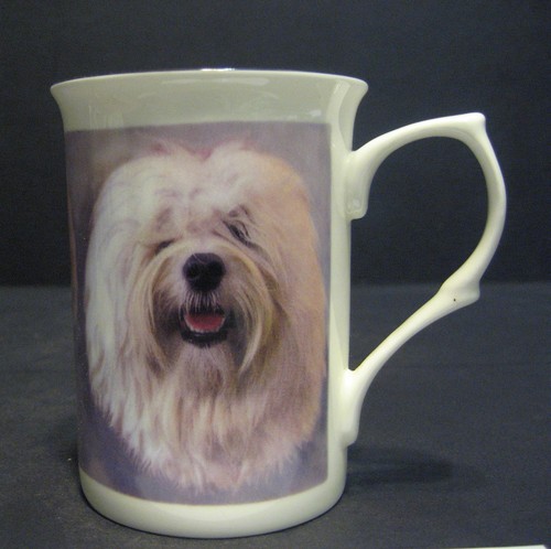 Havanese dog fine bone - dog,