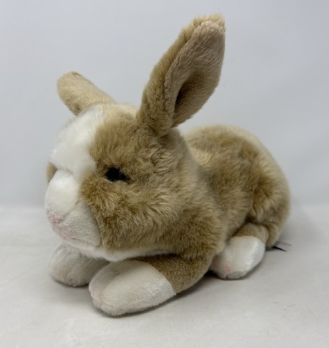 Suki dutch bunny rabbit - suki,