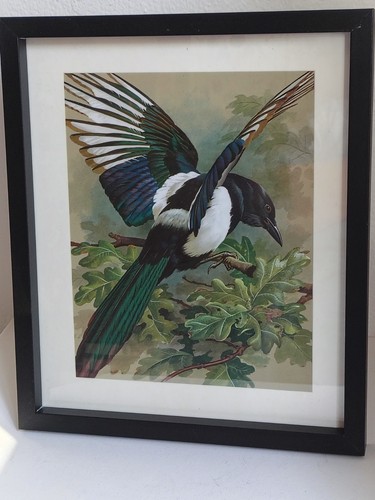 Framed colour print magpie - framed,