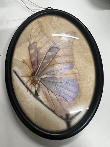 Antique victorian morpho - antique,
