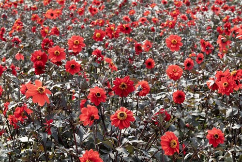 Dahlia black forest ruby - black, seeds