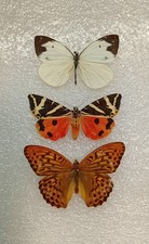 British Butterfly and Moth Set