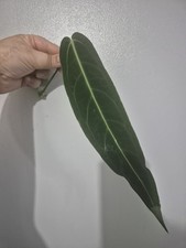 Anthurium Warocqueanum Cutting | Queen Anthurium | Rare Plant | Long Leaves 