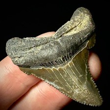 Otodus Angustidens 1.69"