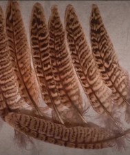 20 Natural Pheasant Feathers