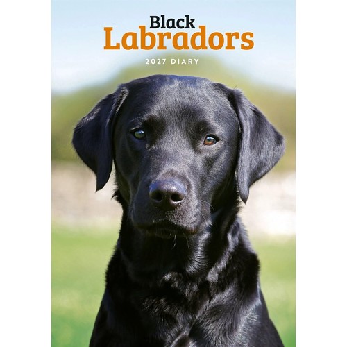 2027 labrador retrievers - 2027,
