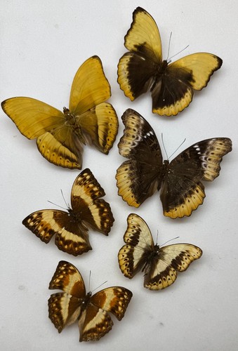 Real butterfly specimens - butterfly, x6