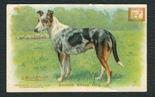 COLLIE SMOOTH 1910 CHURCH & DWIGHT BAKING SODA NEW SERIES DOGS TRADE CARD #25