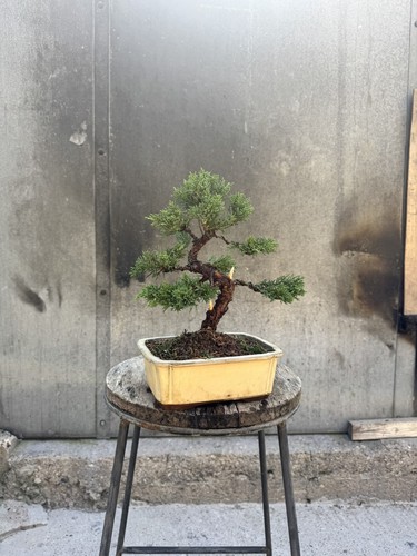 Imported japanese sargentii - imported,
