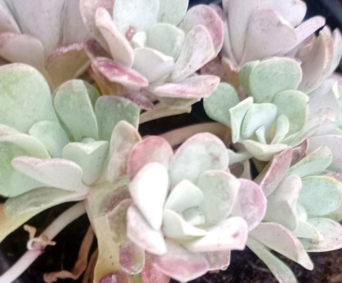Sedum spathulifolium purpureum