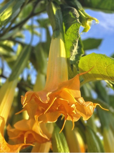 Brugmansia angel trumpet - brugmansia,,