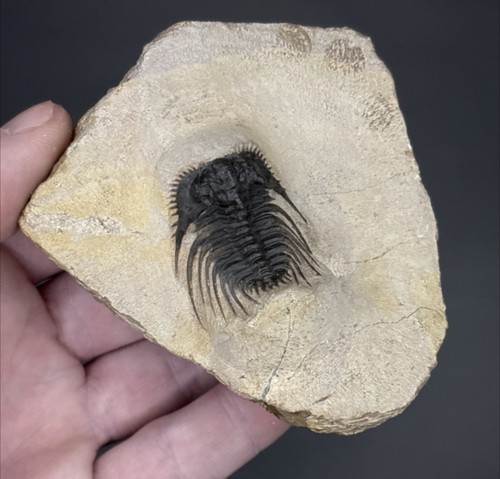 Leonaspis trilobite fossil - trilobite,