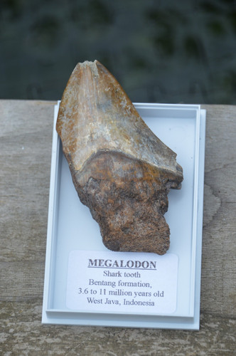 Wow genuine megalodon shark - wow,,