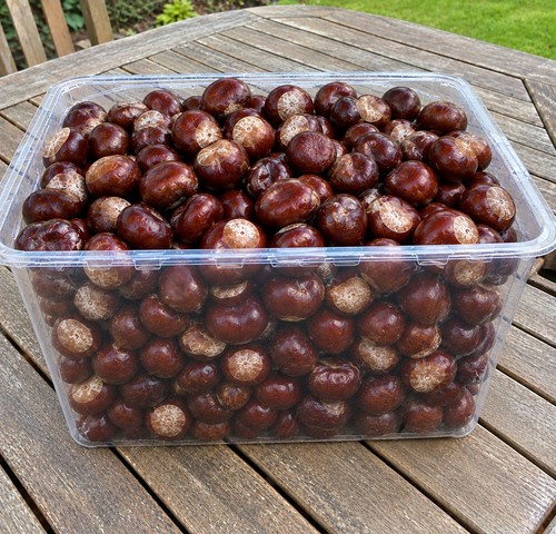 New season 5kg horsechestnut - new,