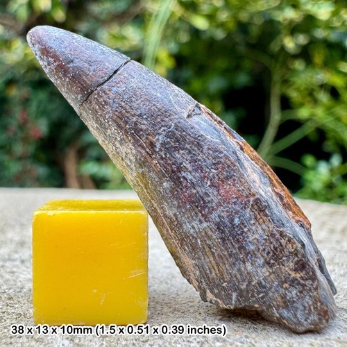 Kryptops dinosaur tooth - kryptops,