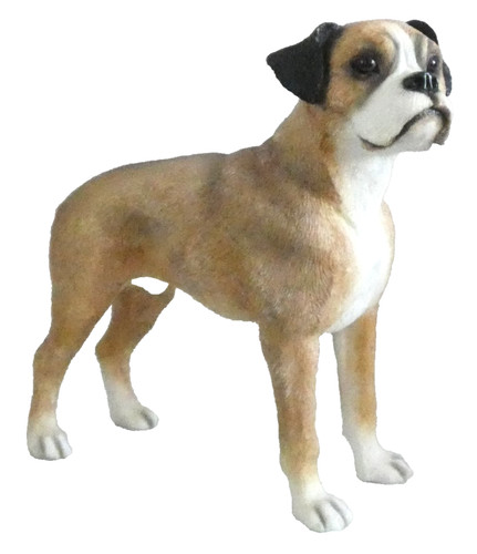 Boxer dog leonardo - boxer, by