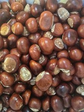  30 X Conkers (large) Horse Chestnut Spider Repellent (2025 crop) AVAILABLE NOW