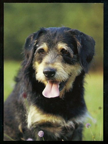 Dog puppy chrome - , postcard