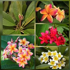 XXL Plumeria Rubra "Surprise"