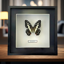 The Citrus Swallowtail