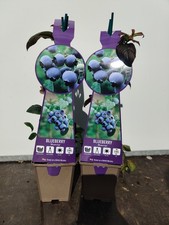 2x Soft Fruit Blueberry