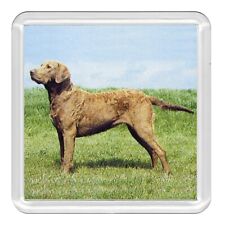 Chesapeake Bay Retriever Dog