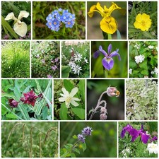 Multi Listing - Pond Plants Marginal Plants Water Bog Garden Oxygenator SALE- 