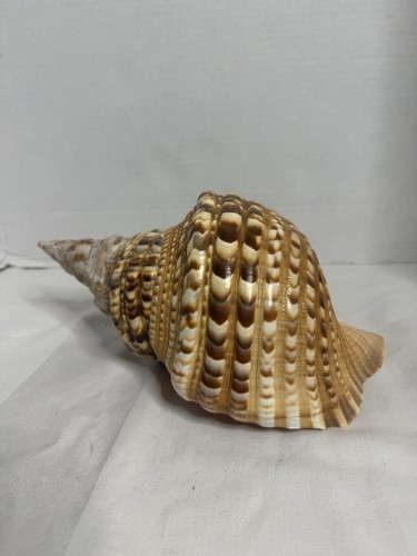 Large seashell charonia - seashell,