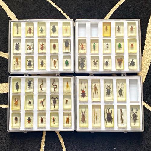Real life bugs and - real, –