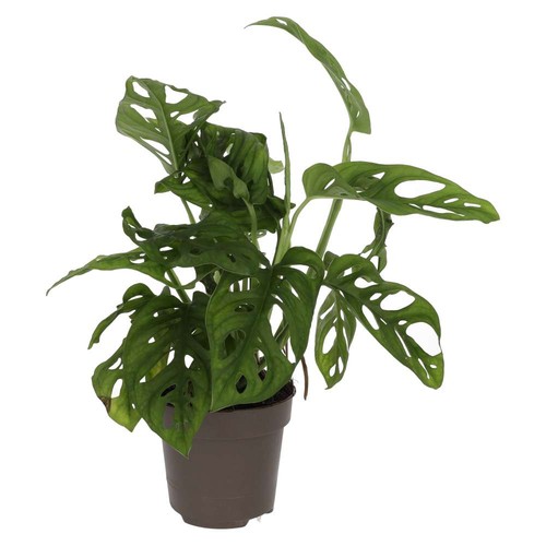 Monkey mask plant monstera - mask, |