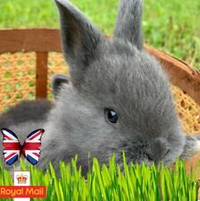 BUNNY GRASS 500 SEEDS WHEATGRASS  MIX CAT DOG BUDGIA GUINEA PIG PARROTS ORGANIC