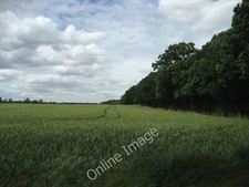 Photo 12x8 Thin Strip of Trees