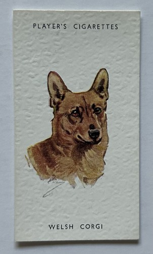 Player dogs heads welsh - heads,