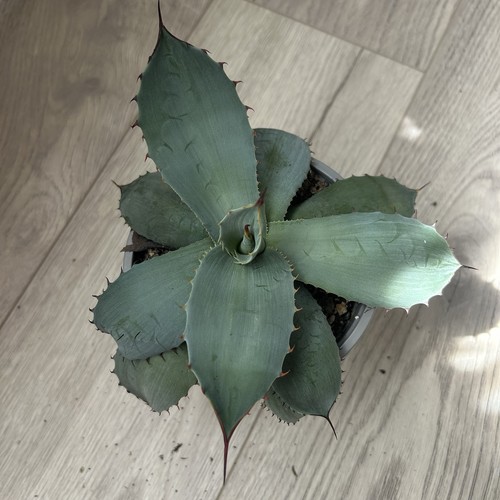 Agave parryi var - parryi, var.