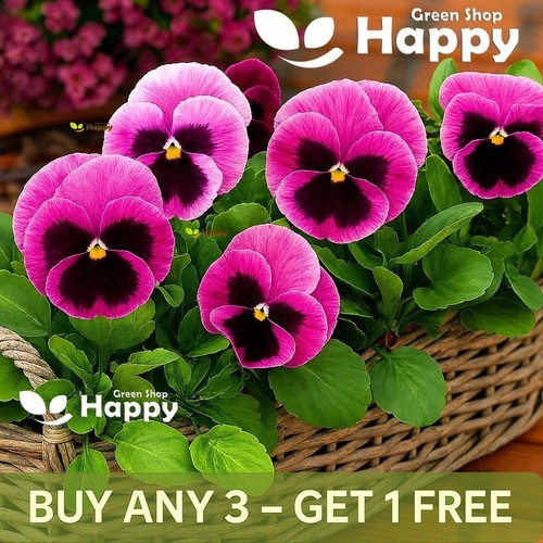 Pansy swiss giant laura - pansy,