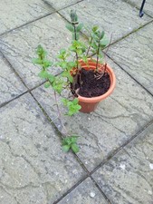 Mint Plant Well Established
