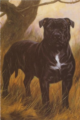 Staffy staffordshire terrier - staffordshire,