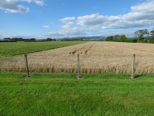 Photo 6x4 field - field, walkinshaw