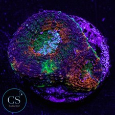 CS Rainbow Acan Echinata -
