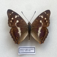A Purple Emperor British