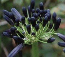 Black Magic Agapanthus 2 Years