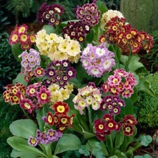 2 x 1  LITRE POTS PRIMULA  AURICULA EYE MIXED COLOURS PERENNIAL