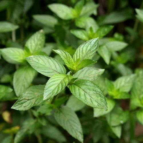 Mint the best peppermint - the,