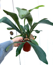 Platycerium Bifurcatum Plant