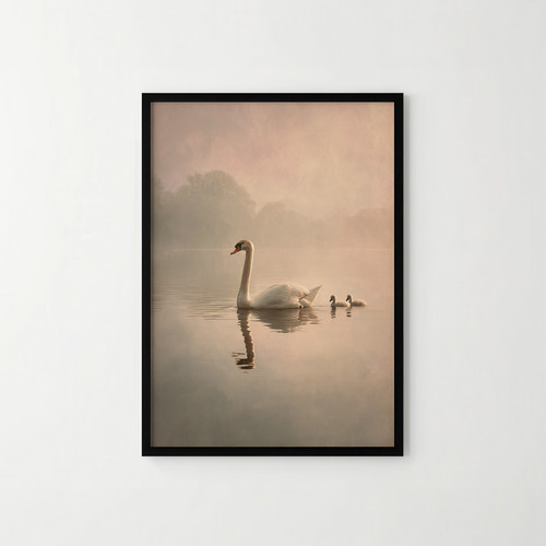 Borderless swan and - swan, cygnets